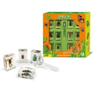  Bug World 6 Real Insect Specimens Toys & Games