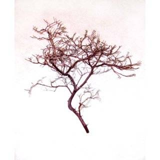   Bare Branch Trees   Set of 6 by Department 56   52623