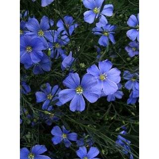  Blue Eyed Iris Grass Plant 50 Seeds Patio, Lawn & Garden