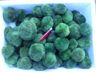 ALL sizes MARIMO MOSS BALLS Cladophora live aquarium plant fish