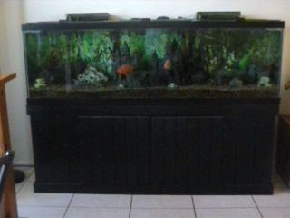 10 gallon fish tank tall