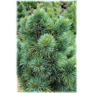  Dwarf Korean Pine 1   Year Graft Patio, Lawn & Garden